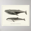 Recherche de baleine vintage art Baleine à bosse