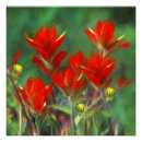 Recherche de peinture indienne posters Fleur sauvage