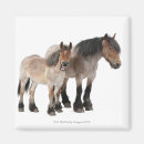 Recherche de cheval belge Animal