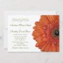 Recherche de gerbera orange Marguerite