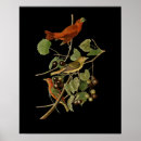 Zoek naar ornitholoog posters Bird watching