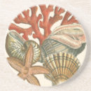 Recherche de étoiles mer de dessous de verres Conque