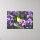 Recherche de papillon photographie Beau