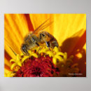 Recherche de pollinisation posters Abeille