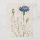 Zoek naar cornflower briefkaarten Korenbloem