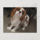 Recherche de cavalli cartes postales Caverne