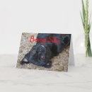 Recherche de chiot de terrier de boston Heureux