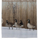 Recherche de oiseau aquatique Faune