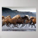 Recherche de horde Chevaux