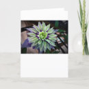 Recherche de clematis cartes postales Été