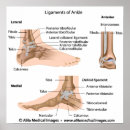 Recherche de anatomie pied posters Structure