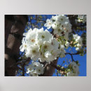Zoek naar bloesems posters Lente