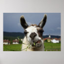 Recherche de visage de lama posters Animal