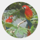 Recherche de scarlett autocollants Oiseaux