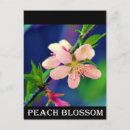 Zoek naar peach blossom briefkaarten Bloesem