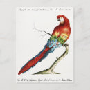 Recherche de perroquets cartes postales Oiseau