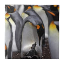 Recherche de poussin carreaux Oiseau