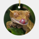 Recherche de chameleon ornements Nature
