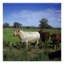 Recherche de blanche de vache posters Vaches