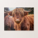 Zoek naar cow puzzels Vee