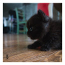 Recherche de jeune animal posters Mignon