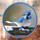 Recherche de geai bleu Peinture