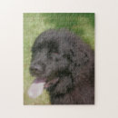 Recherche de chien de terre neuve puzzles Animal