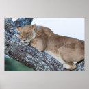Zoek naar wild africa posters Lion