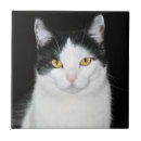 Recherche de chat noir et blanc carreaux Mignon