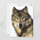Zoek naar grijze wolven briefkaarten Wilde dieren