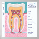 Recherche de anatomie de dents posters Dentiste