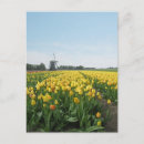 Recherche de fleurs de tulipe cartes postales Pour elle