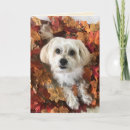 Zoek naar morkie kaarten Puppy
