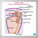 Recherche de rénal posters Anatomie