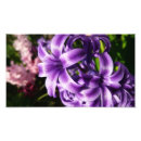 Recherche de ampoule posters Nature