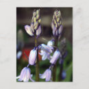 Recherche de jacinthe cartes postales Printemps