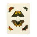 Recherche de lumineux magnets Insecte