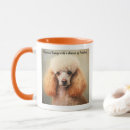 Recherche de caniche standard Animaux domestiques