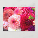 Recherche de dahlia rouge cartes postales Rose