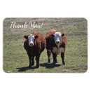 Recherche de vaches magnets Pour lui