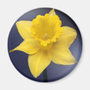 Recherche de narcisse magnets Jaune