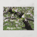 Recherche de blossom cartes postales Fleurs