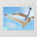 Recherche de mouette en vol cartes postales Animaux