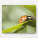 Recherche de scarabées tapis souris Faune