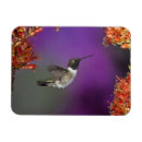 Recherche de rouge gorge magnets Colibri