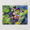 Recherche de raisins vigne cartes postales Aquarelle