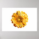 Recherche de camomille posters Marguerite