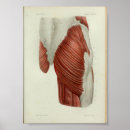 Zoek naar heup posters Anatomie