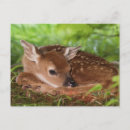Recherche de âgé cartes postales Animal