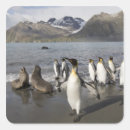 Recherche de faune antarctique autocollants Nature